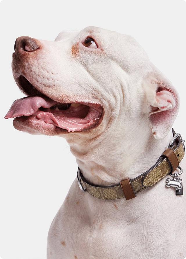 COACH®  Boxed Small Pet Collar In Signature Canvas
